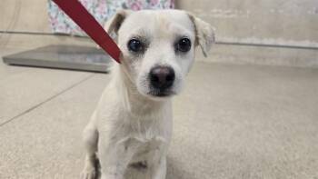 Chihuahua Dogs Available for Adoption in Riverside, California - TOTO | PetCurious