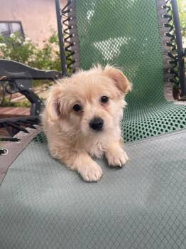 Maltese and Yorkshire Terrier Dogs Available for Adoption in Los Angeles, California - Nugget | PetCurious