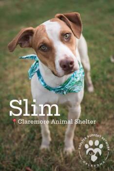 SLIM -  Mixed Breed Dog for Adoption in Claremore, Oklahoma - SLIM | PetCurious