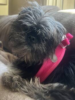 Shih Tzu Dogs Available for Adoption in Ashville, Ohio - Sis | PetCurious