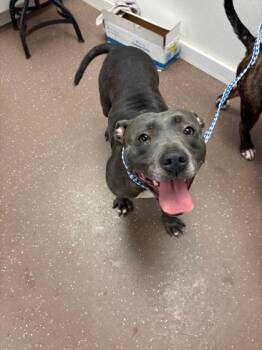 Rescue Pit Bull Terrier and Mixed Breed Dogs for Adoption in South Bend, Indiana - MaryAnn | PetCurious