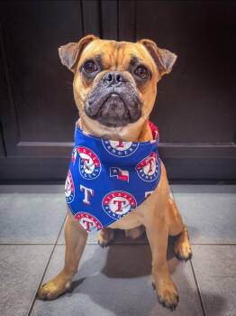 Rescue Pug Dogs for Adoption in Schertz, Texas - Ryan | PetCurious