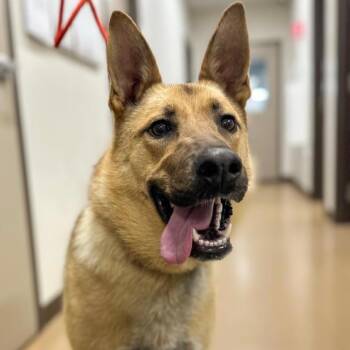 German Shepherd Dog and Great Pyrenees Dogs Available for Adoption - Evie | PetCurious
