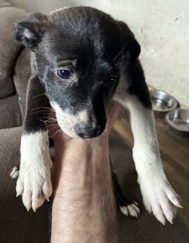 Puppy 5 -  Border Collie and Mixed Breed and Australian Cattle Dog Blue Heeler Dog for Sale in New Cumberland, Pennsylvania - Puppy 5 | PetCurious