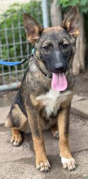 Labrador Retriever and Shepherd Dogs Available for Adoption in Brookshire, Texas - Revlon | PetCurious