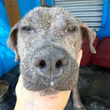 Eliza Doolittle -  Mixed Breed Dog for Adoption in Frederiksted, St. Croix - Eliza Doolittle | PetCurious