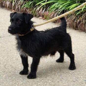 Eric -  Terrier and Mixed Breed Dog for Adoption in Morristown, New Jersey - Eric | PetCurious