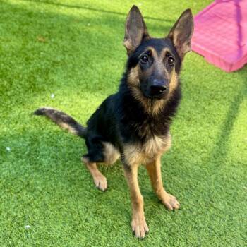 Rescue German Shepherd Dog Dogs for Adoption in Chesterfield, Missouri - Daphne | PetCurious