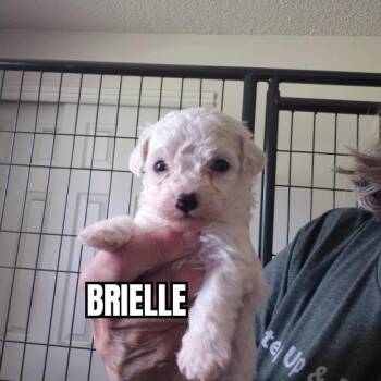 Bichon Frise Dogs Available for Adoption in Olympia, Washington - Brielle | PetCurious