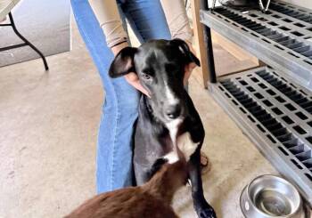 Huey -  Labrador Retriever Dog for Adoption in Manchester, Connecticut - Huey | PetCurious