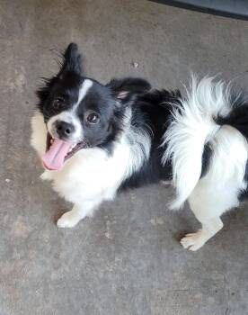 Pomeranian and Chihuahua Dogs Available for Adoption - Donny | PetCurious