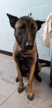 Rescue Belgian Shepherd Malinois Dogs for Adoption in Sacramento, California - Sayos | PetCurious