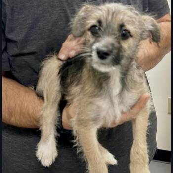 Border Terrier Dogs Available for Adoption - Calloway | PetCurious