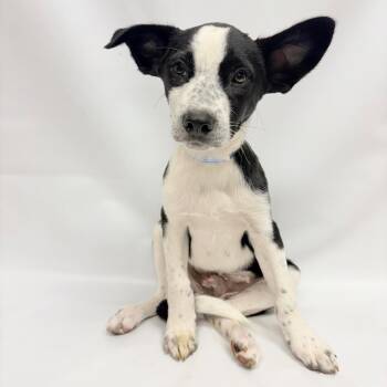 766 (2026) Laredo -  Australian Cattle Dog Blue Heeler and Mixed Breed Dog for Adoption in Parker, Colorado - 766 (2026) Laredo | PetCurious