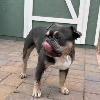 French Bulldog Dogs Available for Adoption in Phoenix, Arizona - Mojo | PetCurious