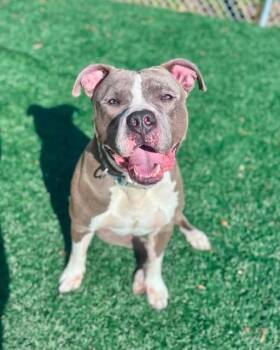 Blue -  American Staffordshire Terrier Dog Available for Adoption in East Providence, Rhode Island - Blue | PetCurious