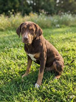 Doberman Pinscher Dogs Available for Adoption in Wooster, Ohio - Teddy  | PetCurious