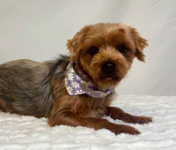 Sapphire -  Yorkshire Terrier Dog for Adoption in New Stanton, Pennsylvania - Sapphire | PetCurious