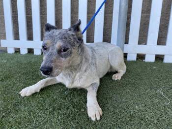 Rescue Australian Cattle Dog Blue Heeler Dogs for Adoption in Modesto, California - A604208 | PetCurious