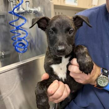 Belgian Shepherd Malinois and Pit Bull Terrier Dogs Available for Adoption in Englewood, Florida - Ranier | PetCurious