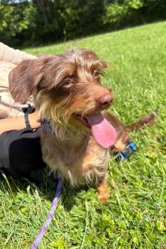 Penelope -  Mixed Breed Dog for Adoption in Olean, New York - Penelope | PetCurious