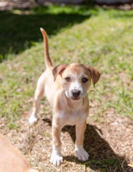 Border Collie and Labrador Retriever Dogs Available for Adoption in Pflugerville, Texas - Cheerio | PetCurious