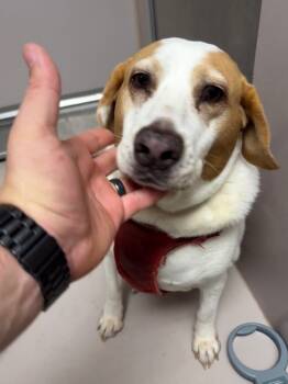 Rescue Beagle and Mixed Breed Dogs for Adoption in Sherwood, Arkansas - Maynard | PetCurious