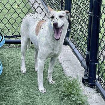 Lucy -  Cattle Dog and Mixed Breed Dog for Adoption in Chicago, Illinois - Lucy | PetCurious