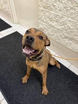 BRUTUS -  Pit Bull Terrier and Labrador Retriever Dog for Adoption in Hastings, Michigan - BRUTUS | PetCurious