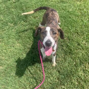 Jessica -  Hound and Mixed Breed Dog for Adoption in Springfield, Missouri - Jessica | PetCurious