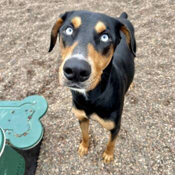 Rescue Doberman Pinscher and Husky Dogs for Adoption in Black River Falls, Wisconsin - Apollo | PetCurious
