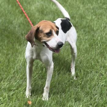 KAYLIE -  Beagle and Hound Dog for Adoption in Locust Fork, Alabama - KAYLIE | PetCurious