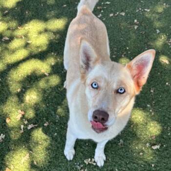 Sitka -  Siberian Husky Dog for Adoption in Red Bluff, California - Sitka | PetCurious