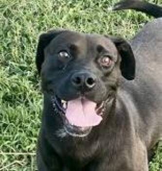 Rescue Black Labrador Retriever Dogs for Adoption in Glasgow, Kentucky - Crystal | PetCurious
