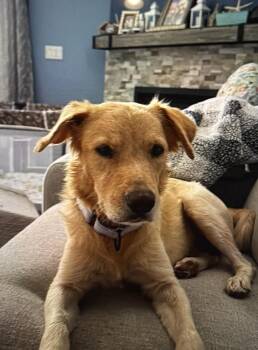 Chill -  Golden Retriever Dog for Adoption in Glen Rock, New Jersey - Chill | PetCurious