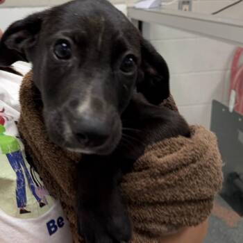Danny -  Mixed Breed Dog for Adoption in Walker, Michigan - Danny | PetCurious
