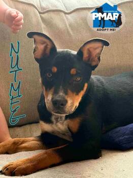 Terrier Dogs Available for Adoption - Nutmeg | PetCurious