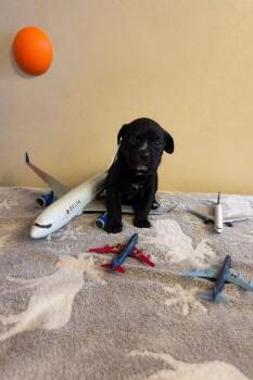 Rottweiler Dogs Available for Adoption in Loveland, Ohio - Lexi | PetCurious