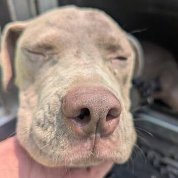 Brisk -  Pit Bull Terrier Dog for Adoption in East St. Louis, Illinois - Brisk | PetCurious