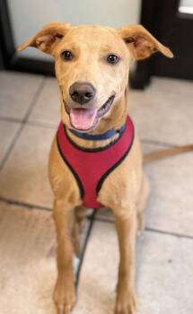 Peppa -  Doberman Pinscher and Rottweiler Dog for Adoption in Fruit Heights, Utah - Peppa | PetCurious