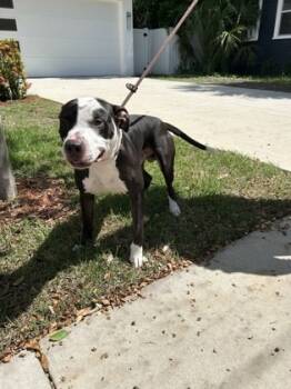 Rescue Pit Bull Terrier and Mixed Breed Dogs for Adoption in Largo, Florida - Jax | PetCurious
