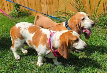 Emma & Murphy -  Basset Hound Dog for Adoption in Germantown, Ohio - Emma & Murphy | PetCurious