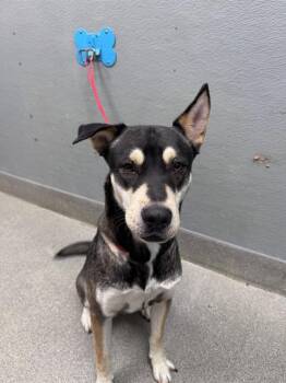 NACHOS SUPREME -  German Shepherd Dog and Mixed Breed Dog for Adoption in Las Vegas, Nevada - NACHOS SUPREME | PetCurious