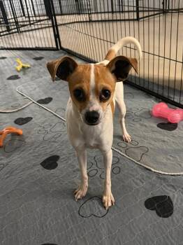 Parson Russell Terrier and Chihuahua Dogs Available for Adoption in Kings Mountain, North Carolina - Daffodil | PetCurious