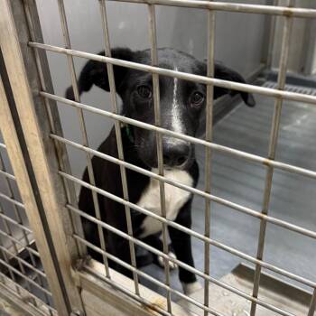 JBM -  Border Collie and Mixed Breed Dog for Adoption in Austin, Texas - JBM | PetCurious