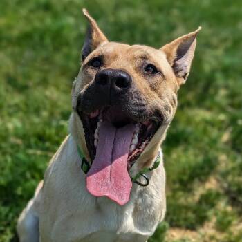 Mars -  Labrador Retriever Dog for Adoption in Waynesboro, Pennsylvania - Mars | PetCurious
