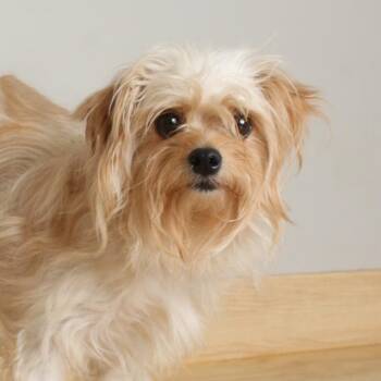 Norwich Terrier and Mixed Breed Dogs Available for Adoption in Minnetonka, Minnesota - Loretta D69413 | PetCurious