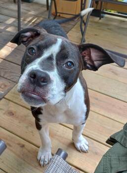 Sugar Plum -  Pit Bull Terrier Dog for Adoption in Huntington, West Virginia - Sugar Plum | PetCurious