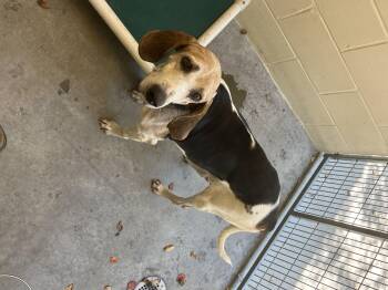 Rescue Beagle Dogs for Adoption in Barnwell, South Carolina - Vintage FCD#1051 | PetCurious