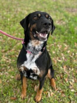 Rottweiler and Mixed Breed Dogs Available for Adoption in Morton Grove, Illinois - May | PetCurious
